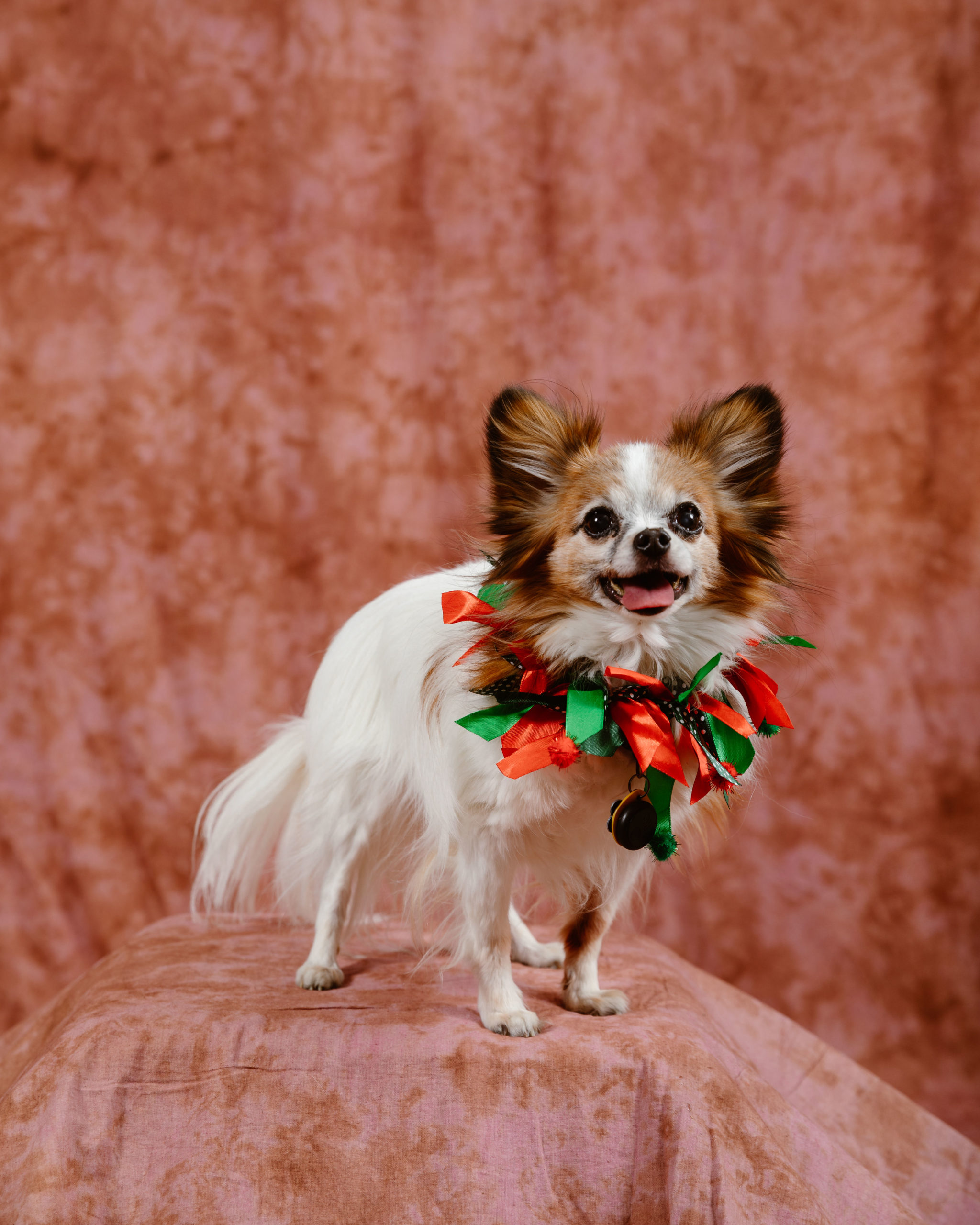 Dog in a Christmas portrait taken by Simply Cassandra